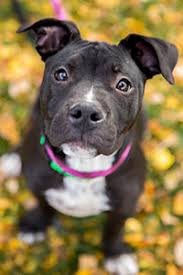 Maybe you would like to learn more about one of these? Pitbull Puppy Adoption Best Friends Animal Society