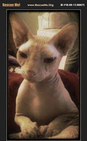 Looking for hairless cat stickers? Rescue Me Sphynx Rescue Home Facebook