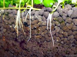 Image result for Marsilea subterranea