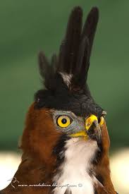 Big Bird With Colorful Feathers Aguila Crestuda Real Ornate Hawk Eagle Spizaetus Ornatus Hawk Eagle Bird Species Colorful Birds