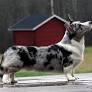 Blue Merle Corgi from articles.hepper.com
