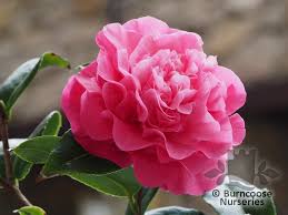 Camellia Debbie From Burncoose Nurseries