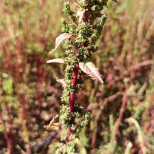 Image result for Amaranthus hybridus