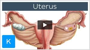 Image result for uterus