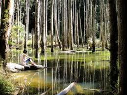 地震で生まれた神秘の森台湾の秘境忘憂森林台湾トラベルジェイピー旅行ガイド travel fuji taiwan
