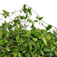 Image result for Smilax