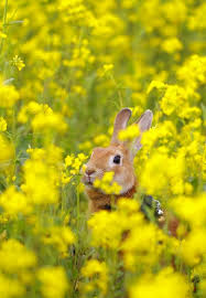 Happy Easter Animals Animals Beautiful Cute Animals