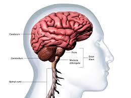 In most patients, it occurs in the neck but it can also affect the lower back, and on very rare occasions it's been known. What Is The Cerebellum
