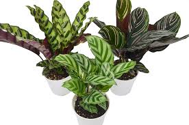 Amazonsmile 3 Calathea Variety Pack Live Indoor House Plant Free Care Guide 4 Pot Garden Outdoor Calathea Plant Calathea House Plants