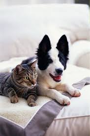 This books publish date is may 01, 2013 and it has a suggested retail price of $21.95. Pet Cookbook Recipes For Dogs And Cats