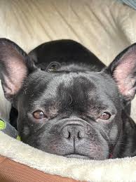 There are many ways to find french bulldog puppies for adoption. Chicago French Bulldog Rescue Home Facebook