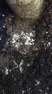 Mold also means the bags didn't have exposure to sunlight. Ask A Question Forum Tiny White Balls Appeared In Soil Garden Org