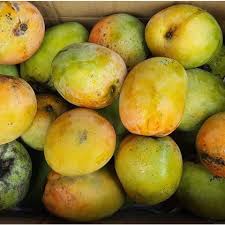 Les Mangues Mangue