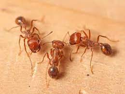 For ant control that targets fire ants, crazy ants, and other types of ants common to texas, modern pest control is ready to help. How To Get Rid Of Fire Ants Fire Ant Pest Control In Georgia Tennessee