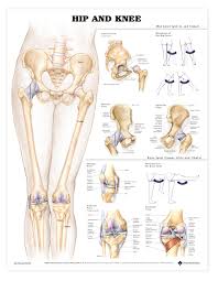 hip and knee anatomical chart