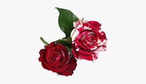Red dianthus bloom in red, pink and white. Red And White Flowers Png Transparent Png Transparent Png Image Pngitem