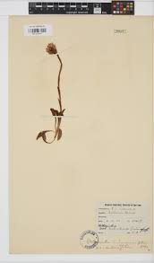 Image result for Disa saxicola