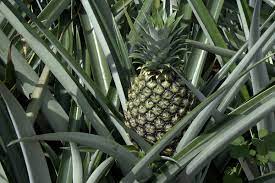 Nanas merupakan tanaman buah berupa semak yang memiliki nama ilmiah ananas comosus. Nanas Wikipedia Bahasa Melayu Ensiklopedia Bebas
