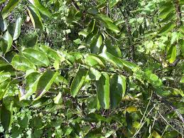 Image result for Xylopia acutiflora