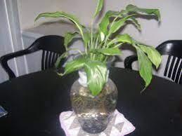 The amazon evergreen betta plant is not a live plant, it has a resin weighted rock base for keeping in place, in your bowl or aquarium. Creating A Beautiful Betta Fish Vase With A Plant Fish Plants Fish Vase Fish Tank Plants