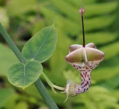 Image result for Ceropegia haygarthii