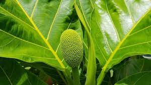 Asam hidrosianat, aseticolin, tannin, riboflavin dll. 10 Manfaat Daun Sukun Bagi Kesehatan Obat Berbagai Penyakit Tanpa Biaya Mahal Ragam Bola Com