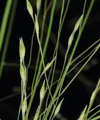 Image result for Panicum adenophorum