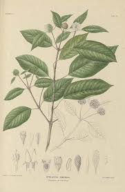 It's otherwise known as kratom in english (or if you want to be fancy, the scientific name for centuries, ketum leaves were used as a herb in traditional medicine. Kratom Psychonautwiki