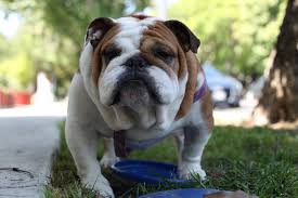 Maybe you would like to learn more about one of these? English Bulldog Pictures Download Free Images On Unsplash