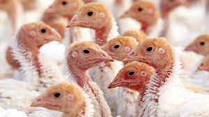 Bird flu responsible for death of 700,000 turkeys ahead of Thanksgiving,  price hikes expected