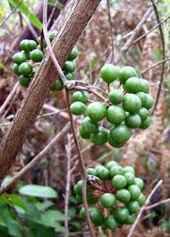 Image result for Smilax anceps