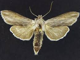 Image result for Cucullia umbratica