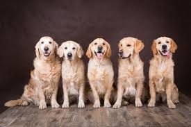 Image result for zlatý retrívr