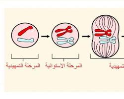 صورة انقسام الخلية المتساوي