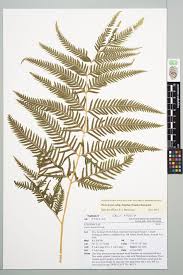 Image result for Pteris dentata