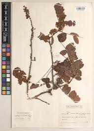 Image result for Dalbergia nitidula