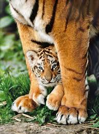 · take care of the cutest tiny tiger lili! Bengalisches Tigerbaby 500 Teile Clementoni Puzzle Online Kaufen
