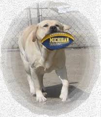 (8 days ago) adopt a dog, puppy, cat or kitten at our local pet adoption rescue in lapeer, michigan. Honadore Labrador Retrievers Labrador Breeders Michigan