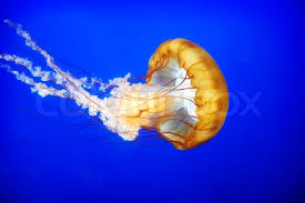 Orange Jellyfish Chrysaora Fuscescens Stock Image Colourbox