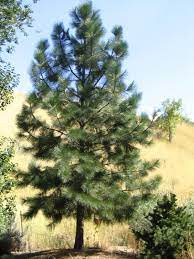 Tri City Nursery The Great Outdoors Beautiful Tree Landscape