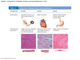 Table 6 1 Comparison Of Skeletal Cardiac And Smooth