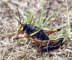 The easter lubber or romalea guttatta is probably the most well known grasshopper in the southeastern united states and is definitely the largest! Eastern Lubber Grasshopper Nymph Romalea Microptera Bugguide Net
