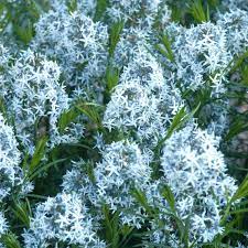 Native offers a long season of interest, with its blue spring into early summer flowers, attractive. Franklin Marshall Arkansas Blue Star Amsonia Hubrichtii