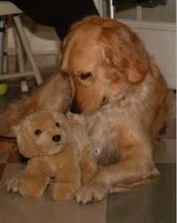 Special Needs Neuse River Golden Retriever Rescue