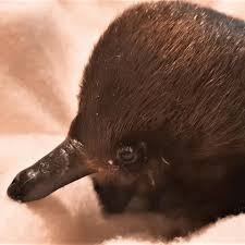 Letter e meaning for the name echidna it is physical and inventive. Votch Say Hello This Little Echidna A Few Fun Facts Facebook