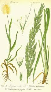 Image result for Agrostis epigejos