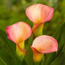 Allium Ampeloprasum Calla Lily Bulbs Calla Lily Lily Bulbs