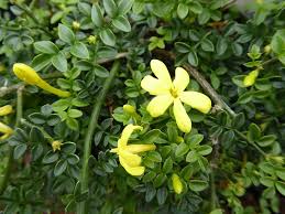Image result for Jasminum bakeri