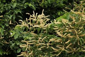 Image result for Combretum padoides