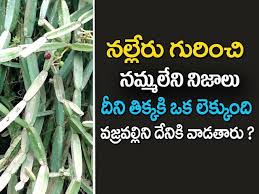 À°¨à°² À°² À°° À°à°ªà°¯ À° À°² Nalleru Health Benefits In Telugu Nalleru Uses In Telugu Nalleru Plant Youtube And it is called hadjod in hindi, nalleru in telugu, peranda in malayalam, vajraballe in kannada. à°¨à°² à°² à°° à°à°ªà°¯ à° à°² nalleru health